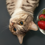 7 Curiosidades surpreendentes sobre a comida do dia a dia